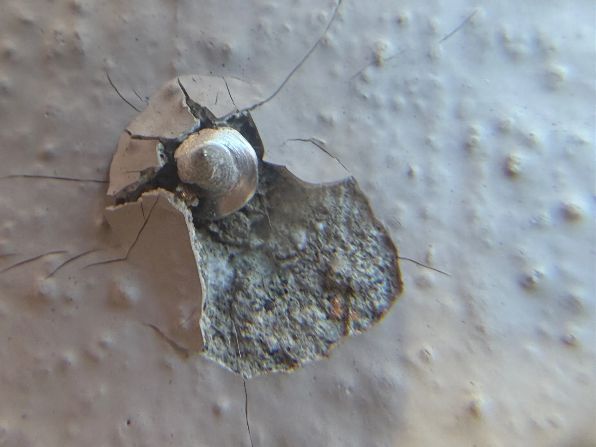 坂戸市で外壁塗装の調査