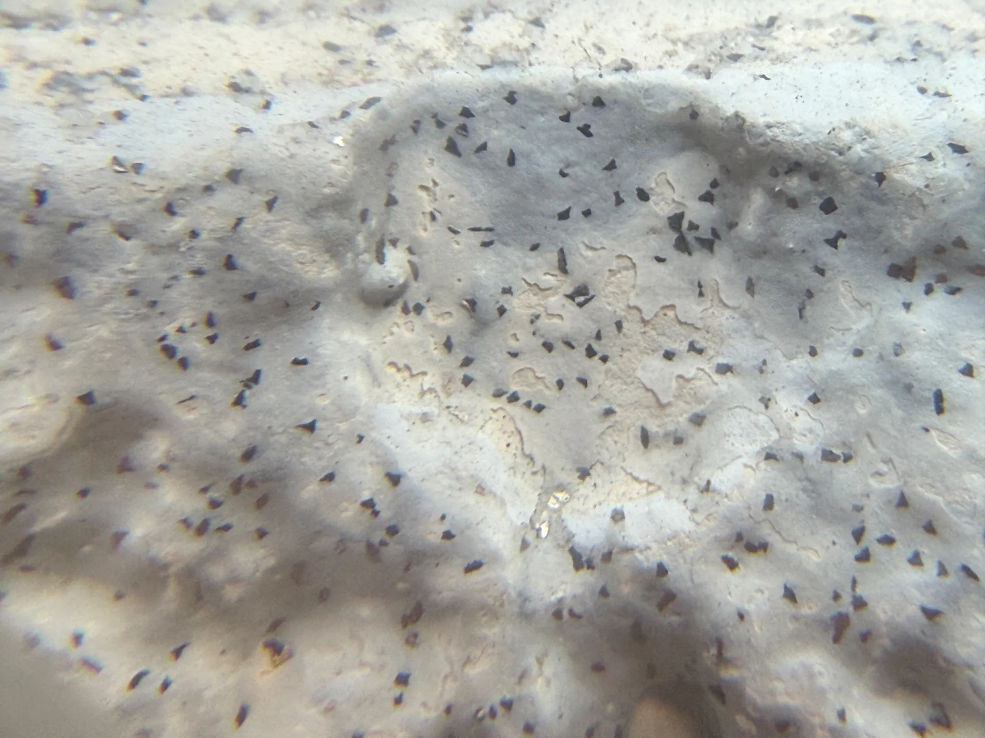 桶川市で何付着サイディングの外壁塗装の調査